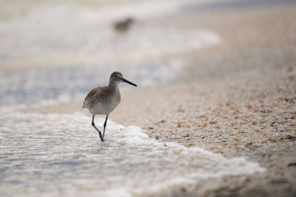 Sanibel Island – Sanibel