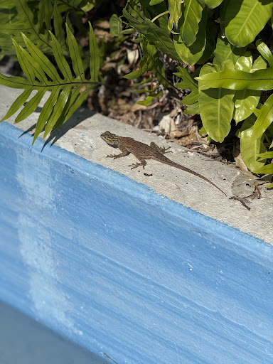 Photo from customer review