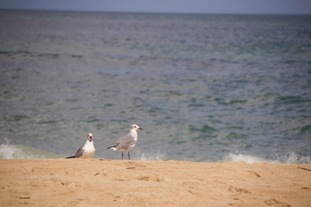 First Landing State Park Beach – Virginia Beach, Virginia, USA