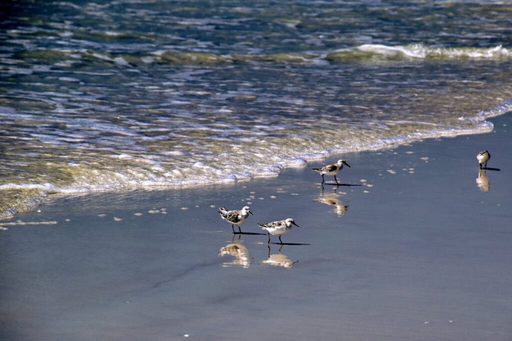 Gandy Beach Mangroves, St. Petersburg, Florida