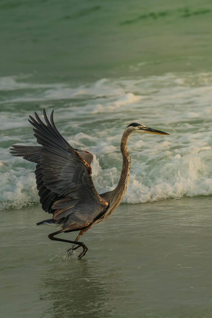Grayton Beach State Park